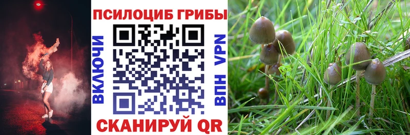 Галлюциногенные грибы Psilocybine cubensis  blacksprut ссылка  Оха 